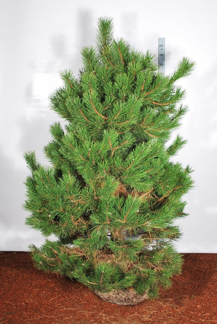 Pušis juodoji (Lot Pinus nigra)  175-200 CM WRB EXTRA