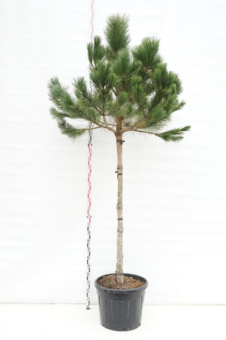 Pušis juodoji (Lot Pinus nigra)  C90 KAMIENO APIMTIS 16-18 CM STANDARD