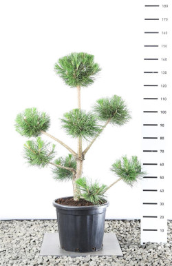 Pušis juodoji (Lot Pinus nigra)  PL EXTR 100-125 C25