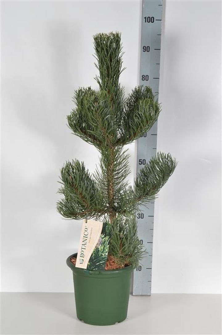 Pušis juodoji (Lot Pinus nigra) 'Oregon Green' C5/P23 40-60 CM