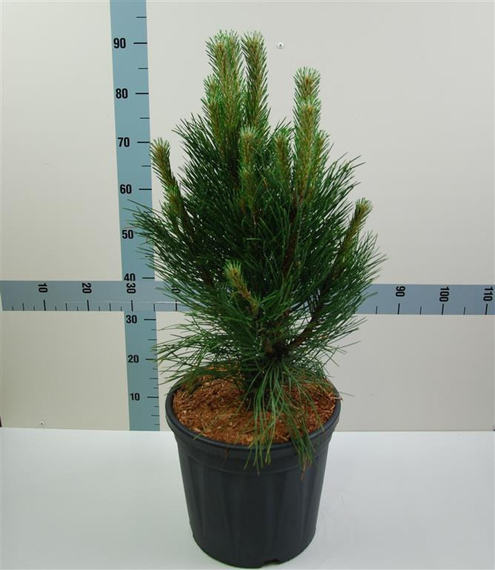 Pušis juodoji (Lot Pinus nigra) 'Oregon Green' C13 60-70 CM