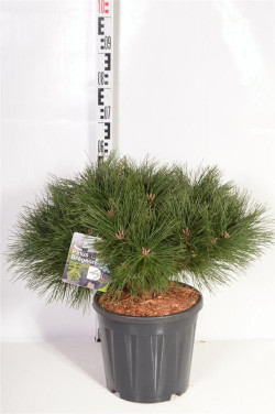 Pušis juodoji (Lot Pinus nigra) 'Pierrick Brégeon' C13 40-50 CM | PUŠYS | SPYGLIUOČIAI