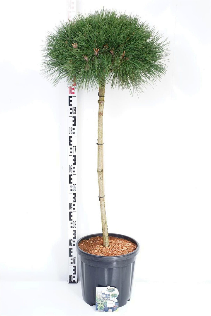 Pušis juodoji (Lot Pinus nigra) 'Pierrick Brégeon' C18 KOTAS 80 CM | PUŠYS | SPYGLIUOČIAI