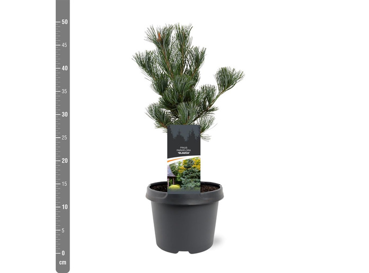 Smulkiažiedė pušis (Lot Pinus parv.) 'Glauca' C3/P19 25-30 CM | PUŠYS | SPYGLIUOČIAI