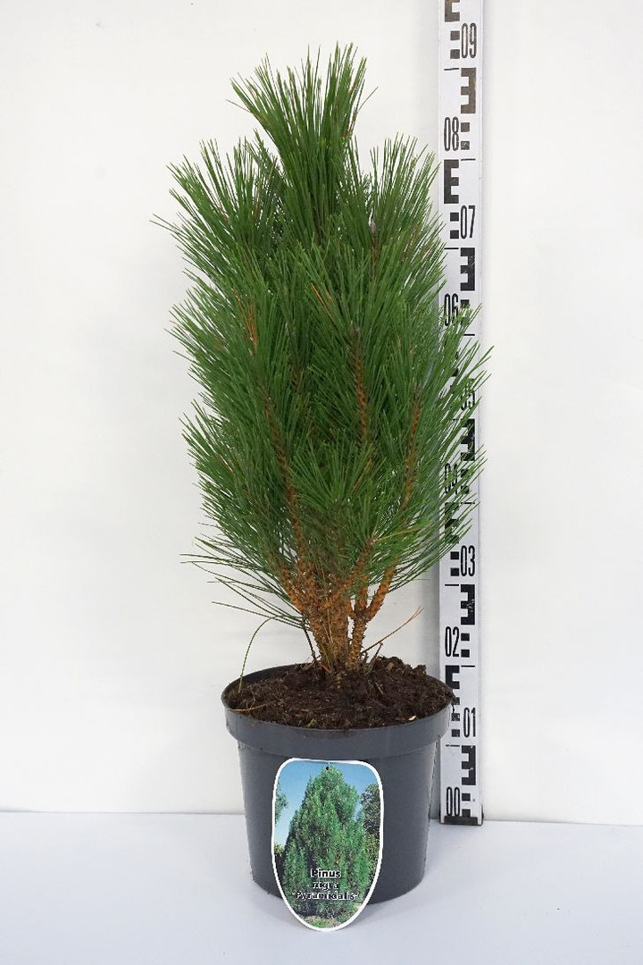 Pušis juodoji (Lot Pinus nigra) 'Pyramidalis' C7,5/P26 50-60 CM | PUŠYS | SPYGLIUOČIAI