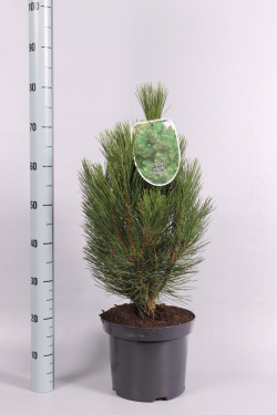 Pušis juodoji (Lot Pinus nigra) 'Pyramidalis' C7,5/P26 50-60 CM