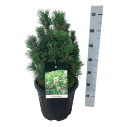 Pušis juodoji (Lot Pinus nigra) 'Richard' C15 40-50 CM | PUŠYS | SPYGLIUOČIAI