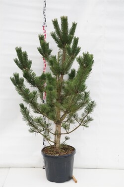 Pušis juodoji (Lot Pinus n.) 'Robusta' C45 125-150 CM