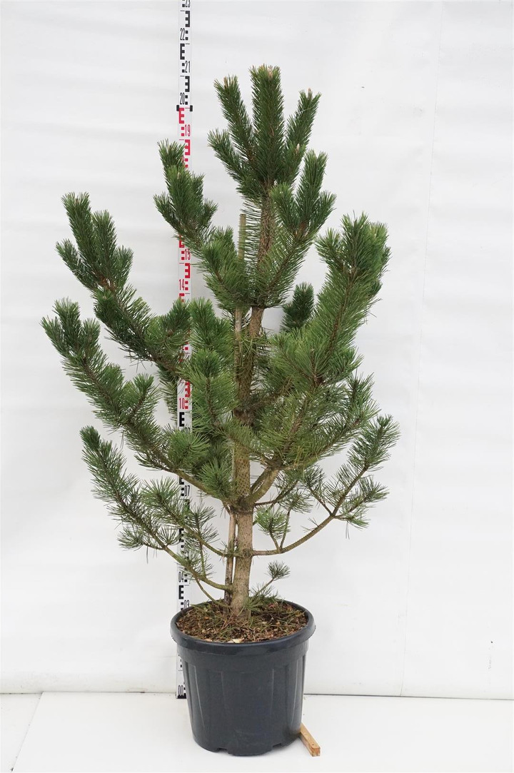 Pušis juodoji (Lot Pinus n.) 'Robusta' C45 125-150 CM