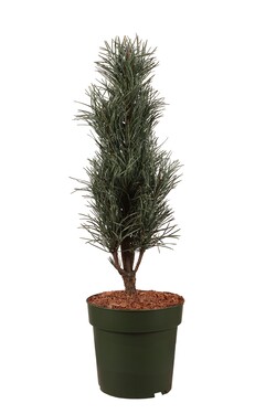 Pušis paprastoji (Lot Pinus sylv.) 'Fastigiata' C5/P23 40-60 CM