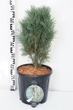 Pušis paprastoji (Lot Pinus sylv.) 'Fastigiata' C13 50-60 CM | PUŠYS | SPYGLIUOČIAI