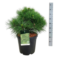 Pušis juodoji (Lot Pinus nigra) 'Spielberg' C30 50-60 CM EXTRA - nuotrauka 2