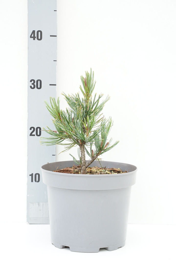 Pušis žemoji (Lot Pinus pumila) 'Glauca' C3/P19 10-15 CM