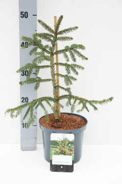 Eglė rytinė (Lot Picea orientalis) 'Aureospicata' C2,5/P18 25-30 CM | EGLĖS | SPYGLIUOČIAI