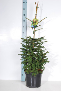 Eglė rytinė (Lot Picea orientalis) 'Aureospicata' C10 80-100 CM | EGLĖS | SPYGLIUOČIAI