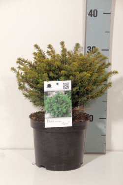 Eglė serbinė (Lot Picea omorika) 'Karel' C2/P17 15-20 CM | EGLĖS | SPYGLIUOČIAI