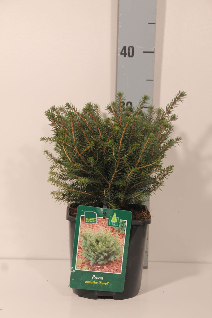 Eglė serbinė (Lot Picea omorika) 'Karel' C2/P17 20-25 CM