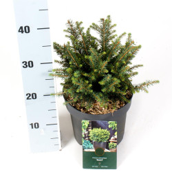 Eglė serbinė (Lot Picea omorika) 'Karel' C2,5/P18 20-25 CM