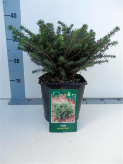 Eglė serbinė (Lot Picea omorika) 'Karel' C3/P19 25-30 CM - nuotrauka 1