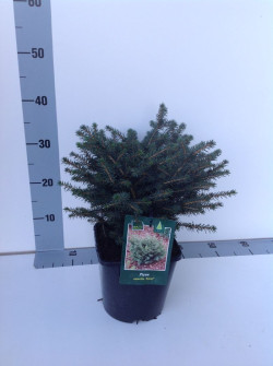 Eglė serbinė (Lot Picea omorika) 'Karel' C3/P19 25-30 CM - nuotrauka 2