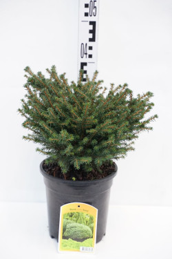 Eglė serbinė (Lot Picea omorika) 'Karel' C3/P19 30-40 CM | EGLĖS | SPYGLIUOČIAI