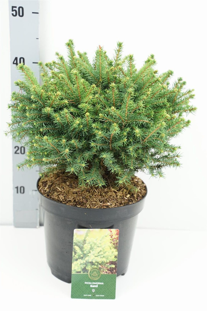 Eglė serbinė (Lot Picea omorika) 'Karel' C5/P23 30-40 CM | EGLĖS | SPYGLIUOČIAI