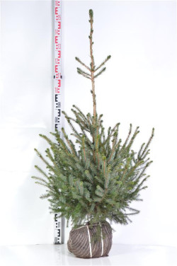 Eglė serbinė (Lot Picea omorika)  80-100 CM RB