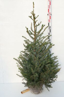 Eglė serbinė (Lot Picea omorika)  100-125 CM RB