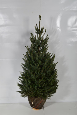 Eglė serbinė (Lot Picea omorika)  100-125 CM RB EXTRA
