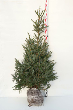 Eglė serbinė (Lot Picea omorika)  125-150 CM RB