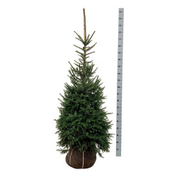 Eglė serbinė (Lot Picea omorika)  125-150 CM RB  EXTRA - nuotrauka 1