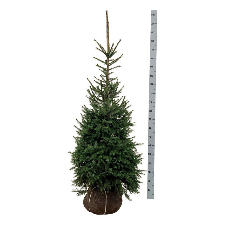 Eglė serbinė (Lot Picea omorika)  125-150 CM RB  EXTRA