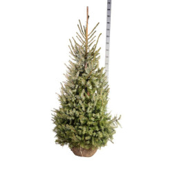 Eglė serbinė (Lot Picea omorika)  125-150 CM RB  EXTRA - nuotrauka 2
