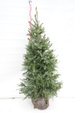Eglė serbinė (Lot Picea omorika)  150-175 CM RB
