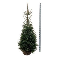 Eglė serbinė (Lot Picea omorika)  150-175 CM RB EXTRA - nuotrauka 1