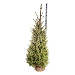 Eglė serbinė (Lot Picea omorika)  150-175 CM RB EXTRA - nuotrauka 2
