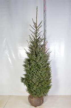 Eglė serbinė (Lot Picea omorika)  200-225 CM RB EXTRA