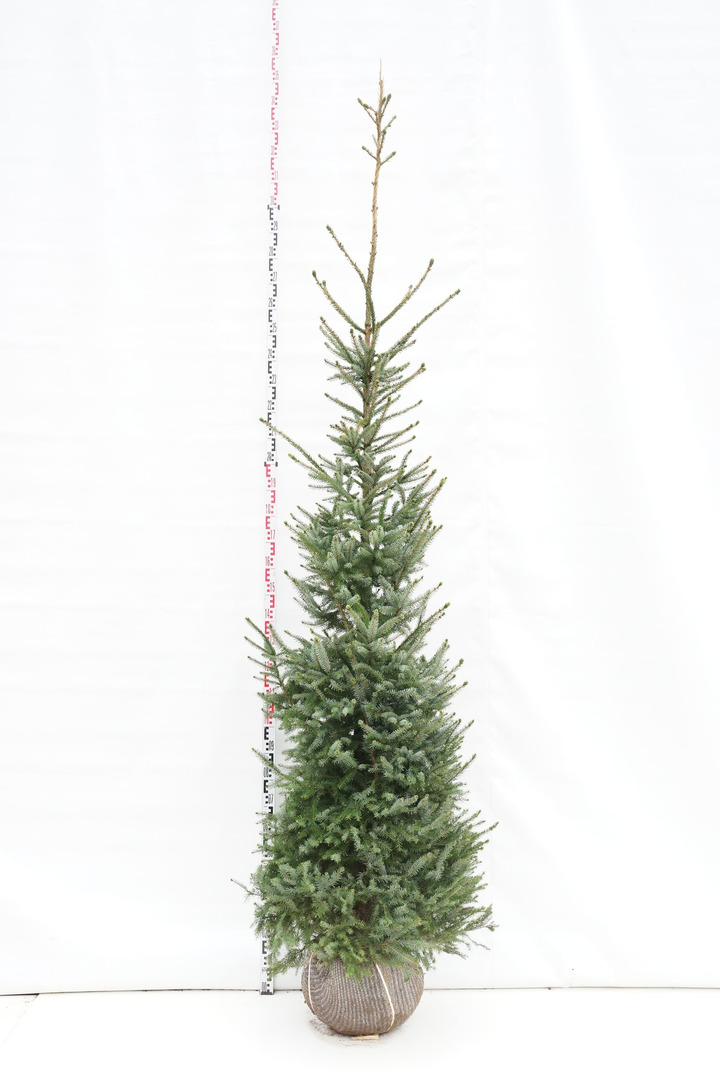 Eglė serbinė (Lot Picea omorika)  225-250 CM RB EXTRA