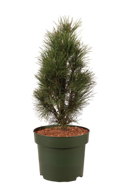 Eglė serbinė (Lot Picea omorika) 'Nana' C4/P21 25-30 CM
