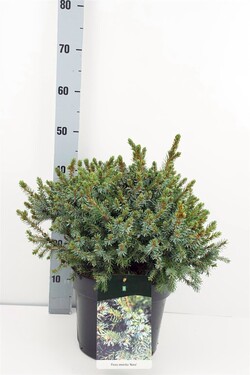 Eglė serbinė (Lot Picea omorika) 'Nana' C7,5/P26 30-40 CM | EGLĖS | SPYGLIUOČIAI