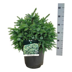 Eglė serbinė (Lot Picea omorika) 'Nana' C7,5/P26 40-50 CM | EGLĖS | SPYGLIUOČIAI
