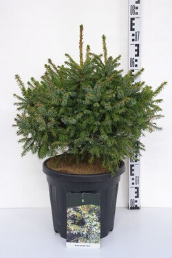 Eglė serbinė (Lot Picea omorika) 'Nana' C15 40-50 CM - nuotrauka 1