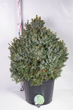 Eglė serbinė (Lot Picea omorika) 'Nana' C65 80-90 CM