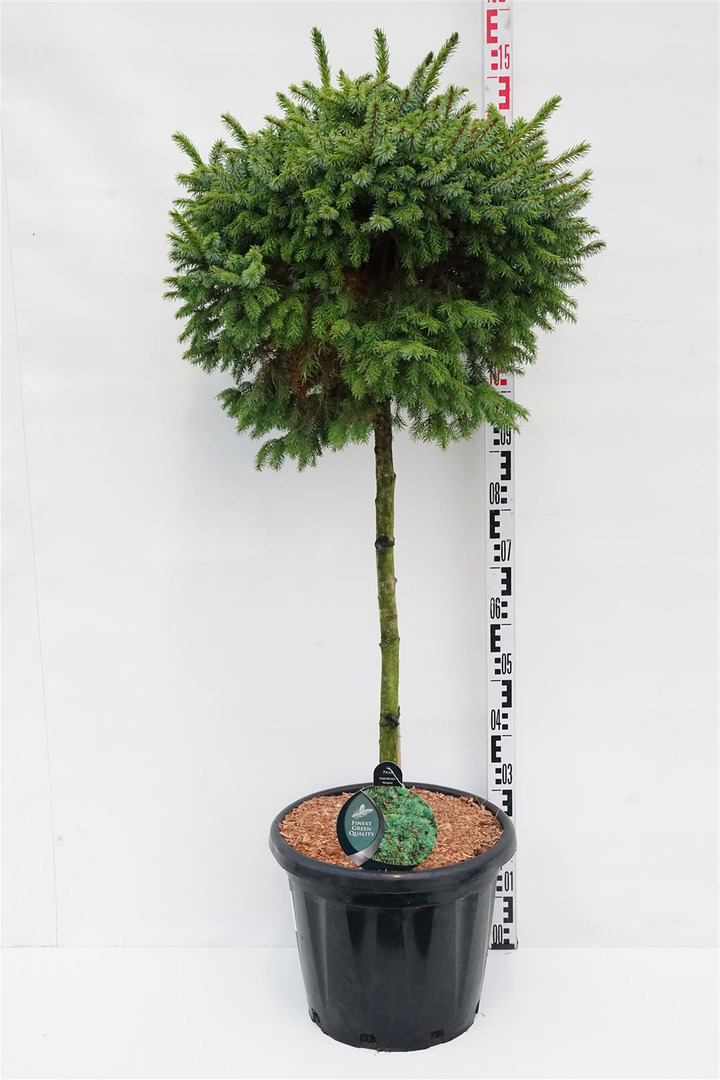 Eglė serbinė (Lot Picea omorika) 'Nana' C35 STIEBAS 80 CM