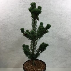 Pušis smulkiažiedė  (Lot Pinus parv.) 'Aui' C5/P23 30-40 CM