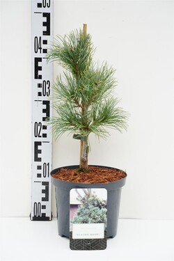 Smulkiažiedė pušis (Lot Pinus parv.) 'Blauer Engel' C2,5/P18 25-30 CM | PUŠYS | SPYGLIUOČIAI