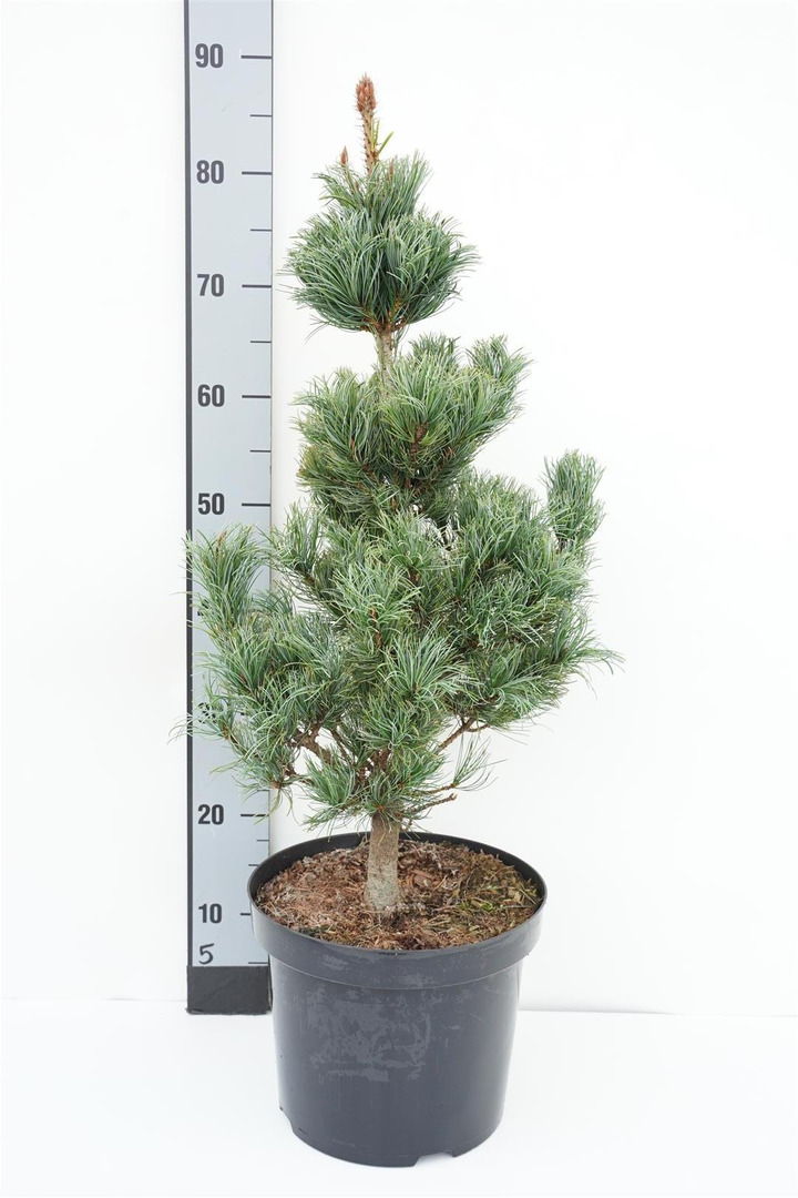 Pušis smulkiažiedė  (Lot Pinus parv.) 'Bergman' C7,5/P26 50-60 CM