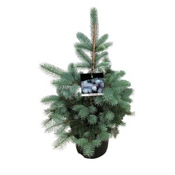 Eglė dygioji (Lot Picea pungens) 'Edith' C7,5/P26 50-60 CM