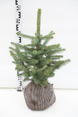 Eglė dygioji (Lot Picea pungens) 'Edith' 50-60 CM RB | EGLĖS | SPYGLIUOČIAI