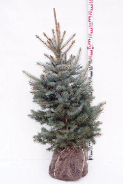 Eglė dygioji (Lot Picea pungens) 'Edith' 80-100 CM RB  EXTRA
